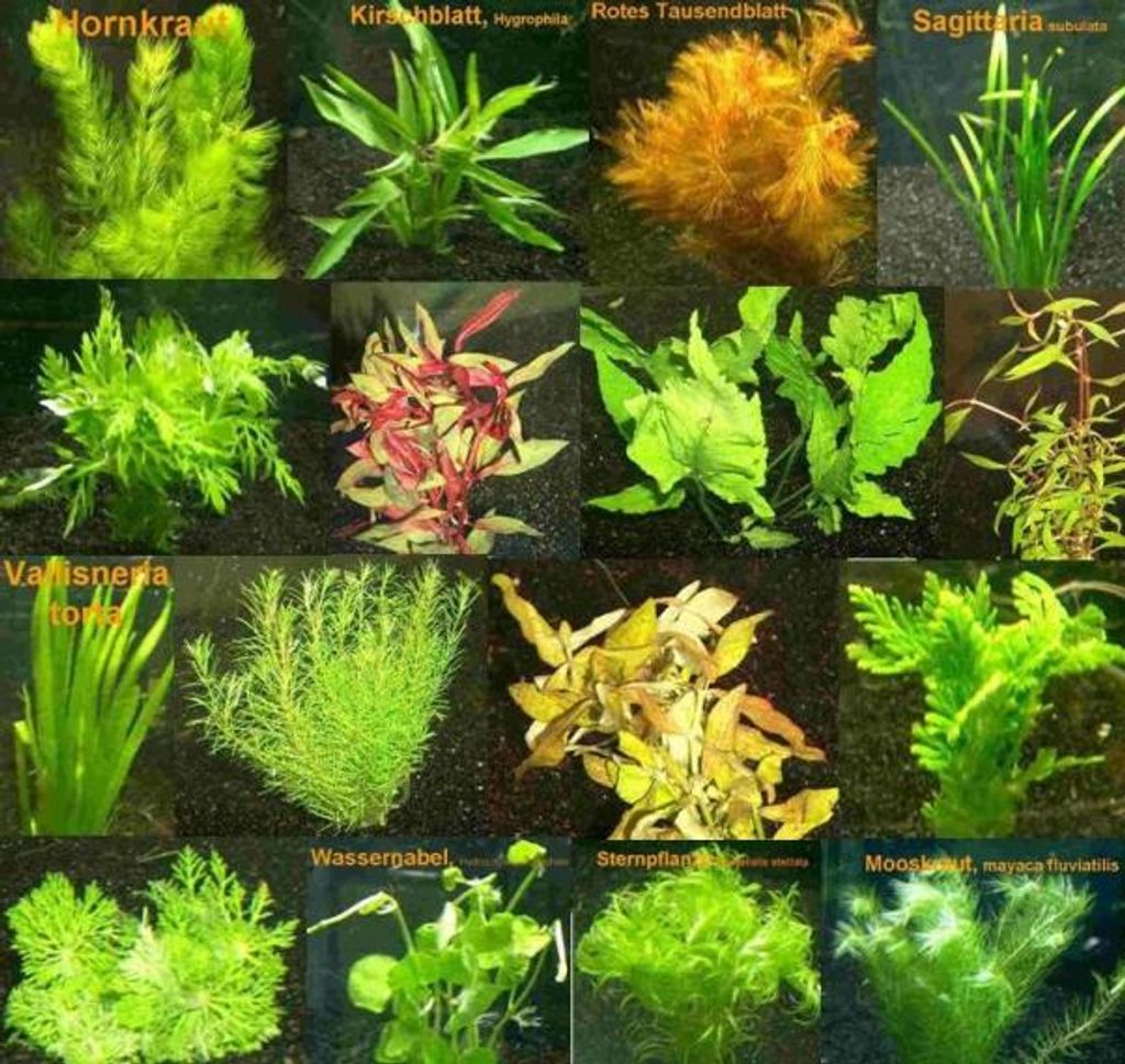 Wasserpest Pflanze Aquarium Aquarienpflanze Wasserpflanze