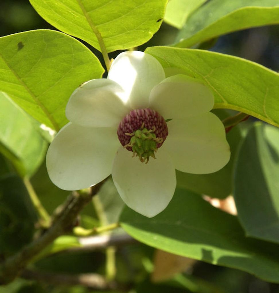Magnolia Schwarzrote Tulpenmagnolie 40-60cm