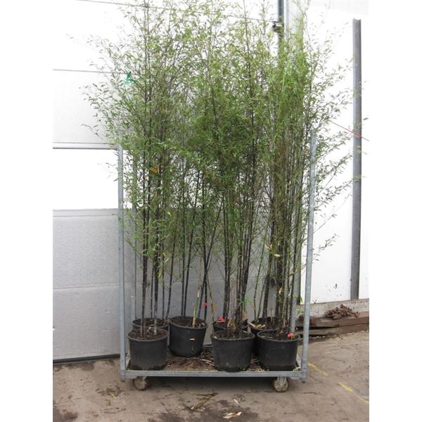 DauerFloristik Bambus Zweige 3er Bund 84 cm k/ünstlich